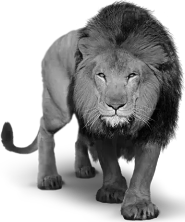 lion